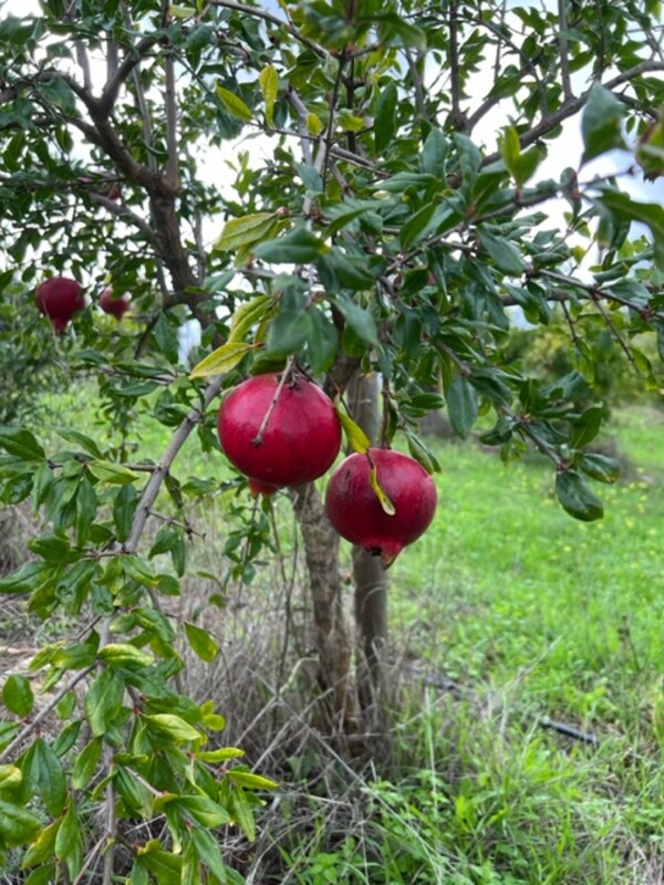 granaatappel in de boomgaard