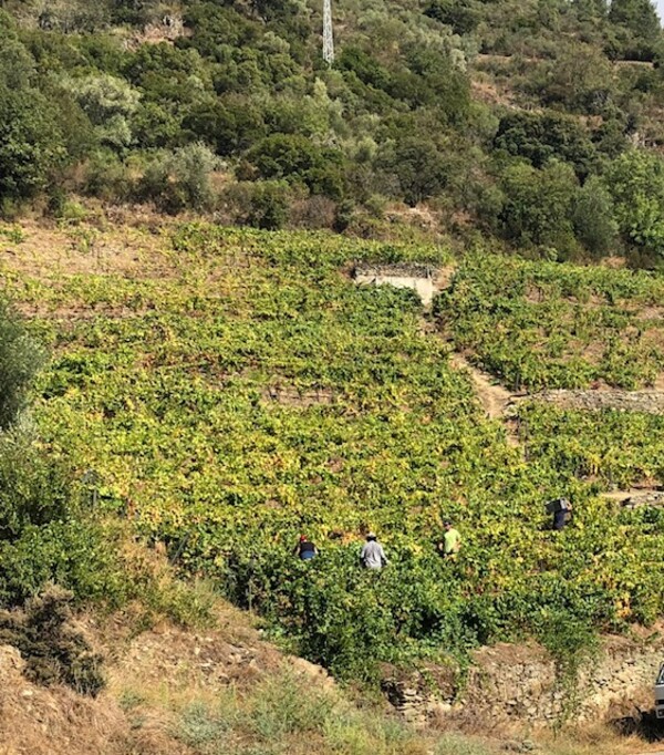 druivenpluk in de Douro