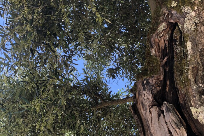 De Olijfboom is een waardevolle schat van de natuur